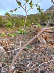 Diospyros glabra