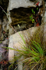 Tribolium brachystachyum
