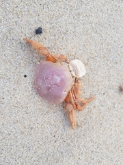 Polybius henslowii
