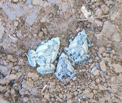 Microhyla