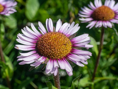 Erigeron peregrinus