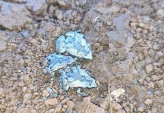Microhyla