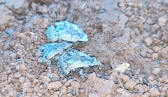 Microhyla