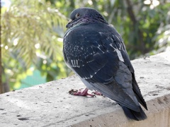 Columba livia domestica