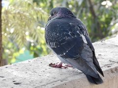 Columba livia domestica