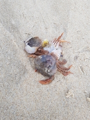Polybius henslowii