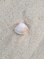 Mactra stultorum