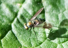 Condylostylus patibulatus