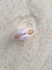 Mactra stultorum