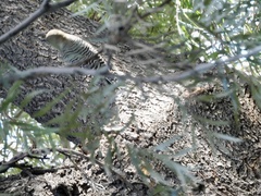 Melanerpes uropygialis