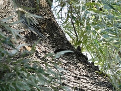 Melanerpes uropygialis