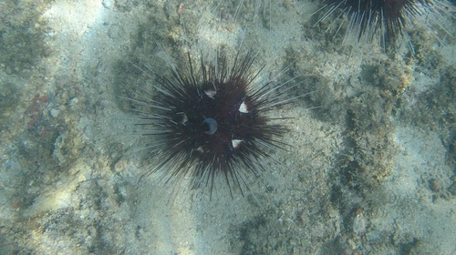 Pin Cushion Sea Urchin (Astropyga pulvinata)
