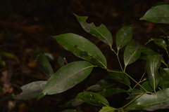 Cryptocarya microneura