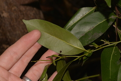 Cryptocarya microneura