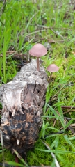 Mycena seynii