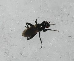 Sphaeroceridae