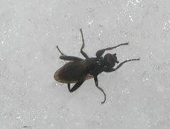 Sphaeroceridae