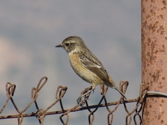 Saxicola rubicola