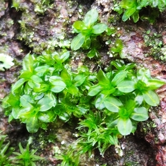 Syntrichia papillosa