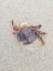 Polybius henslowii