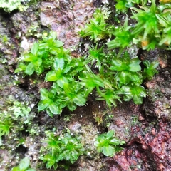 Syntrichia papillosa