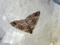 Catarhoe basochesiata