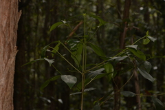 Cyclophyllum