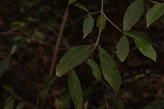 Cyclophyllum