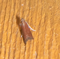 Varneria postremella