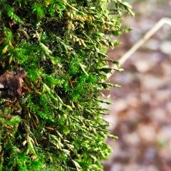 Cryphaea heteromalla