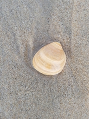 Laevicardium crassum