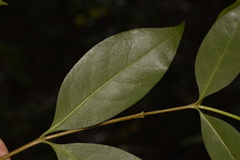 Cyclophyllum