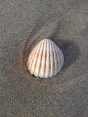 Acanthocardia tuberculata