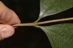 Cyclophyllum