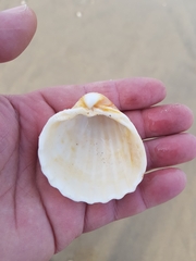 Acanthocardia tuberculata