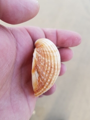 Acanthocardia tuberculata