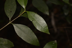 Cyclophyllum