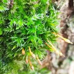 Ulota bruchii