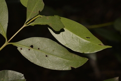 Cyclophyllum