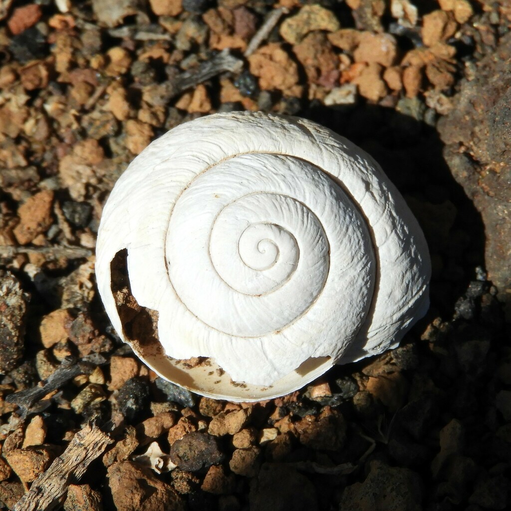 Hemicycla melchori