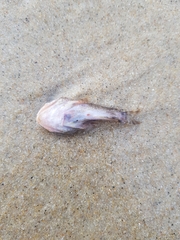 Halobatrachus didactylus