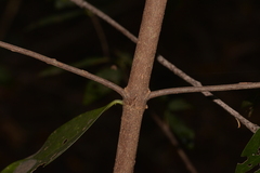 Cyclophyllum