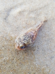 Halobatrachus didactylus