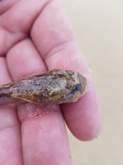 Halobatrachus didactylus