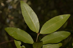 Austrobuxus swainii