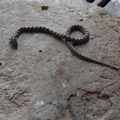 Elaphe quatuorlineata