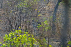 Equus quagga crawshayi