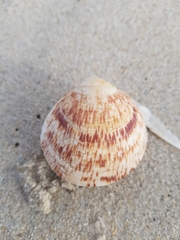 Glycymeris glycymeris