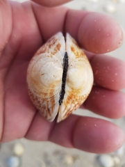 Glycymeris glycymeris