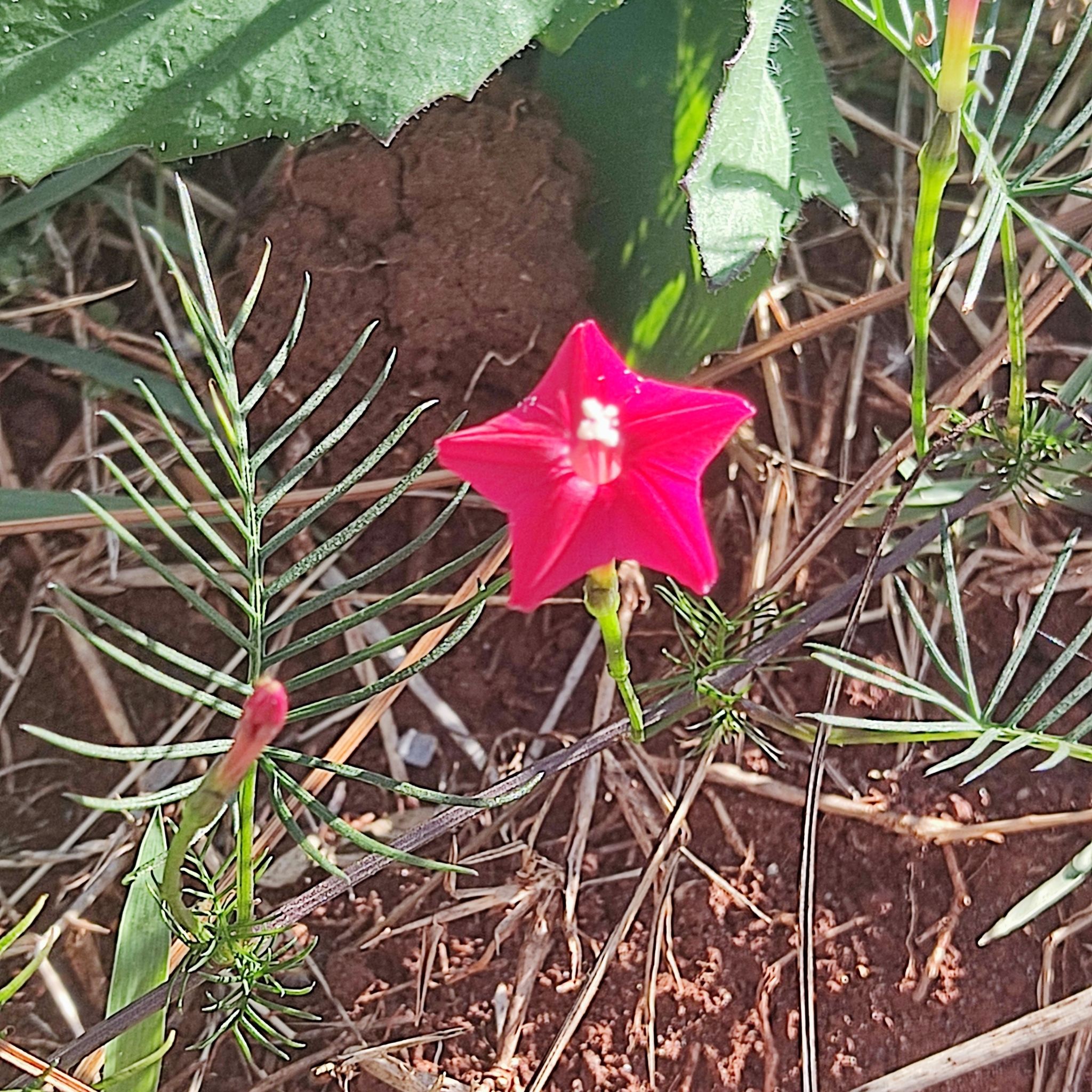 Ipomoea quamoclit